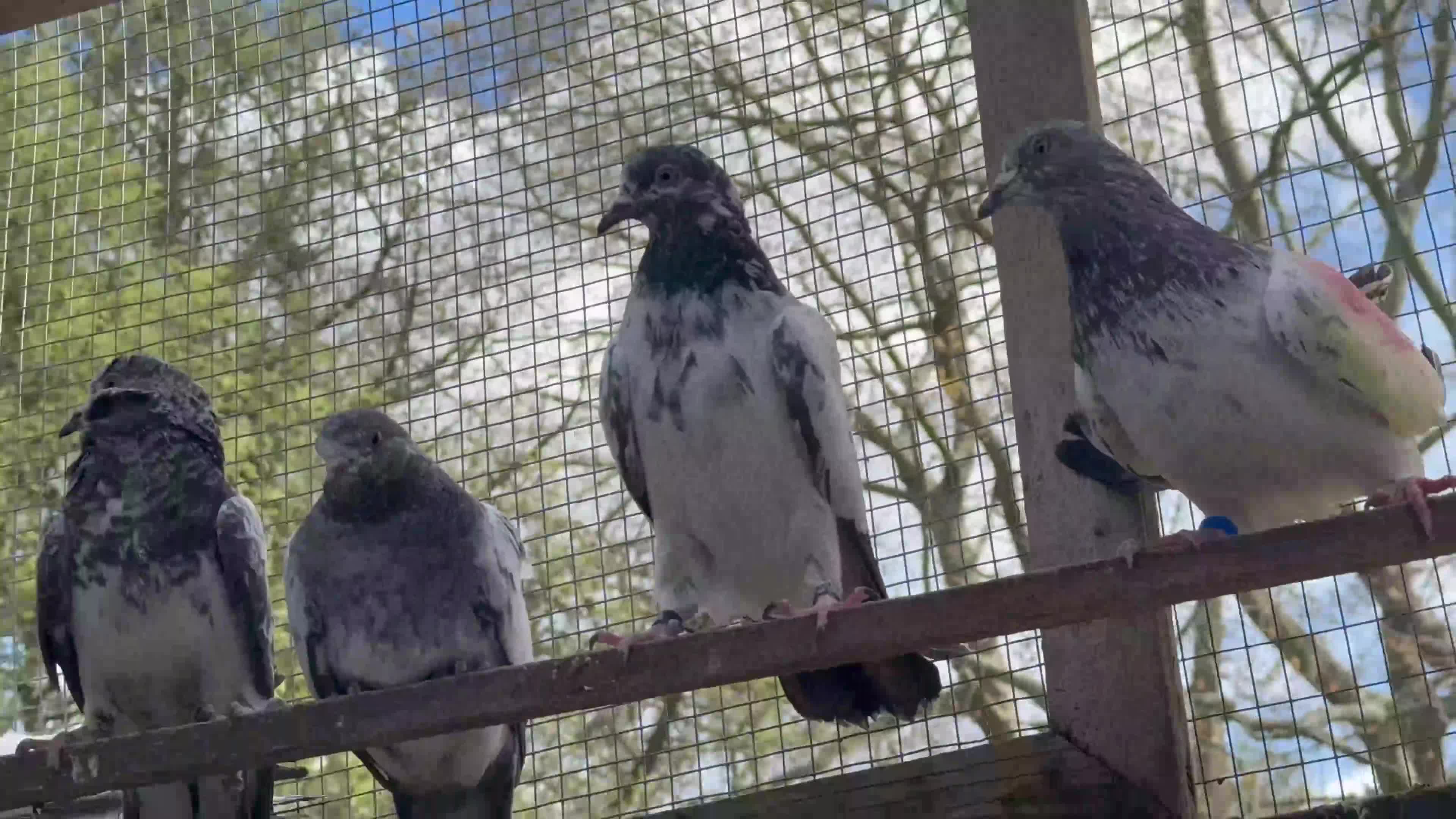Pigeons birds for sale: Pakistani high flyers for sale  - Video 2