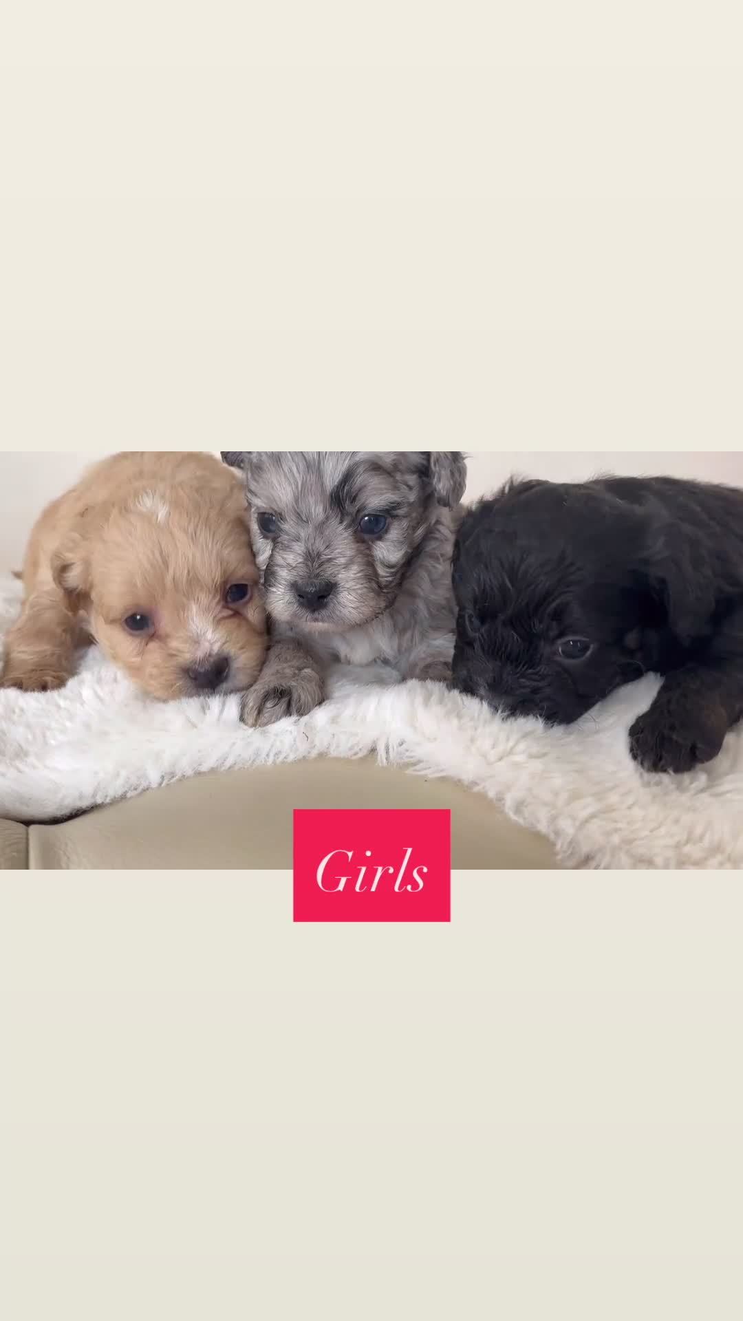 Mixed Breed dogs for sale: Ready to leave!!! - Video 1