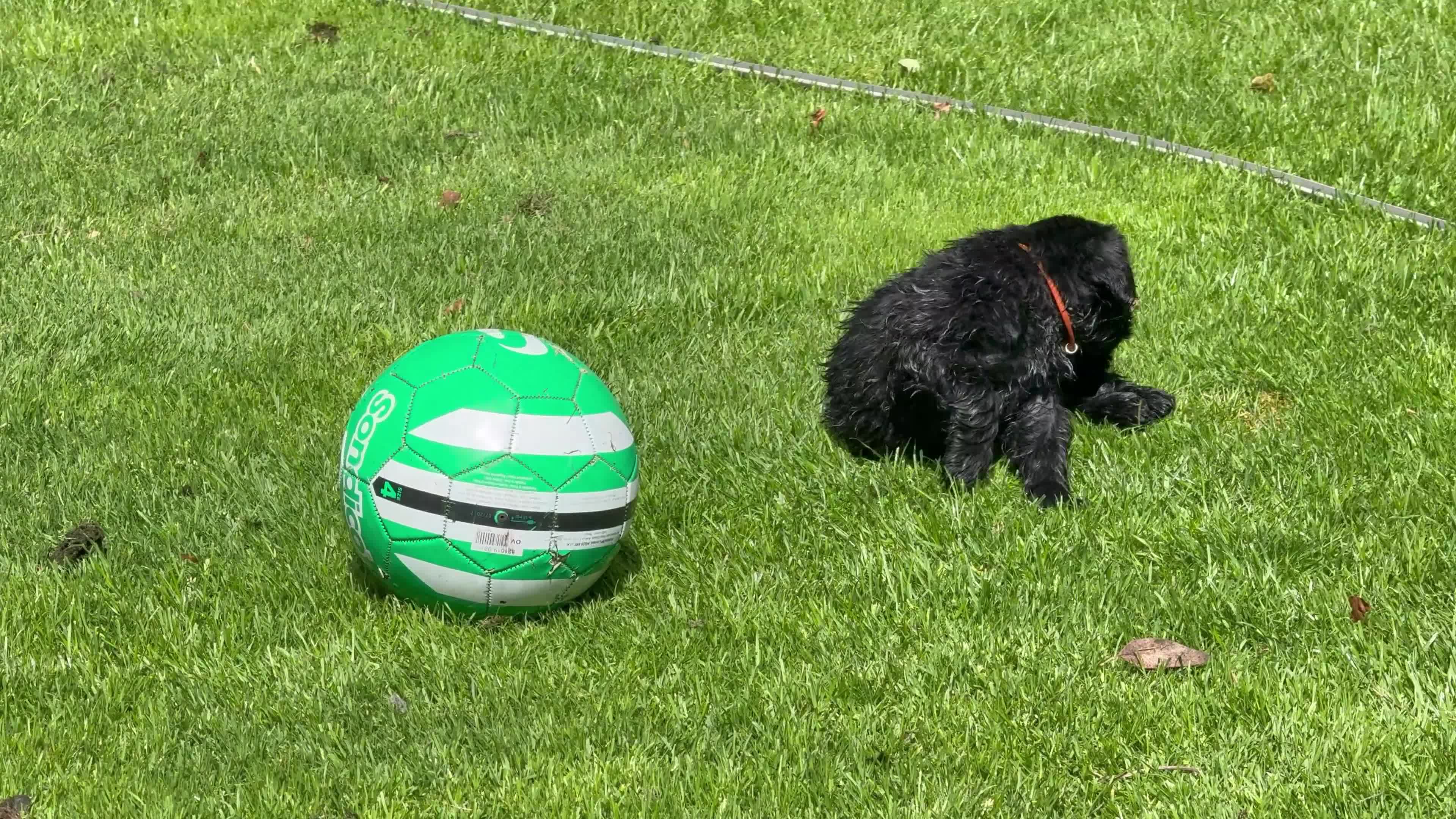 Giant Schnauzer dogs for sale: KC Registered Giant Schnauzer Puppies - Video 5