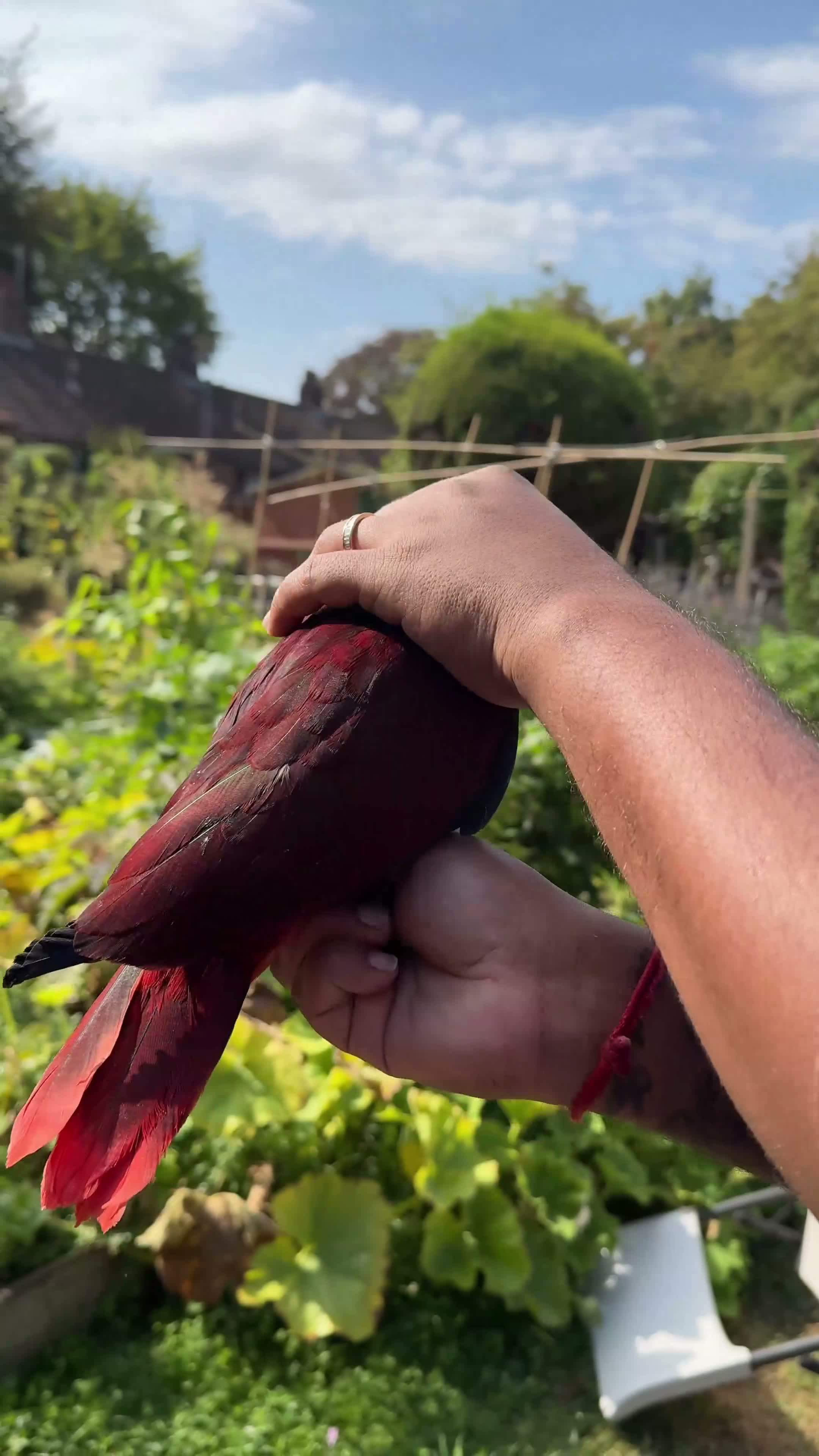 Parrots birds for sale: Hand reared Female Eclectus for sale  - Video 1
