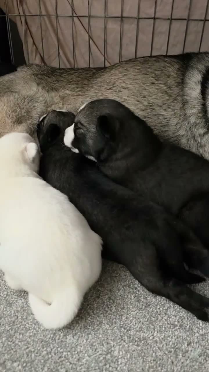 Siberian Husky dogs for sale: Pedigree Husky pups in Littlehampton - Video 1