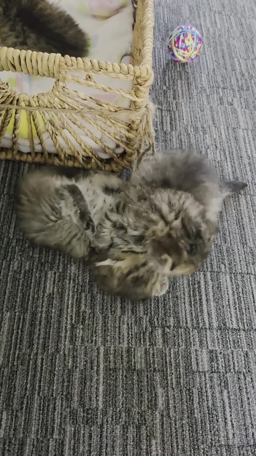 British Shorthair cats for sale: British shorthair - Video 1