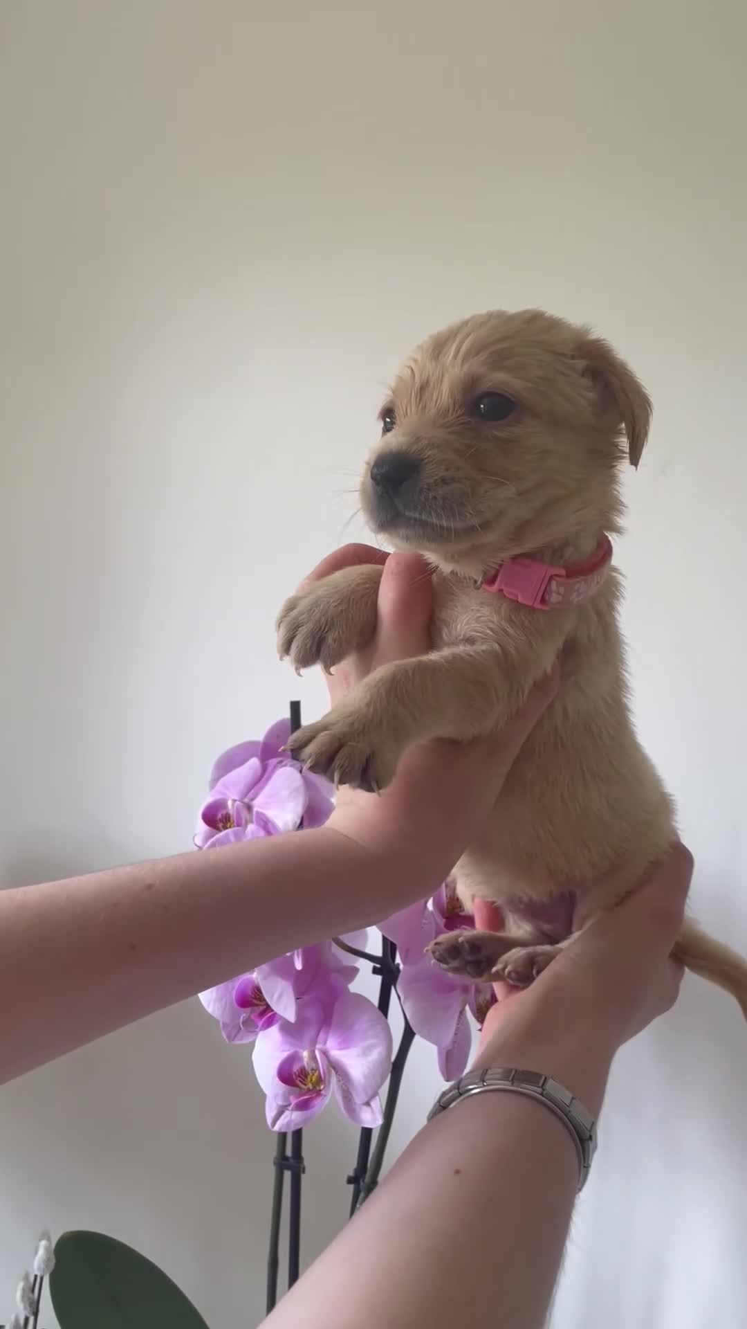 Labrador Retriever dogs for sale: Stunning yellow Labrador girl ready 11 July £1295 - Video 1