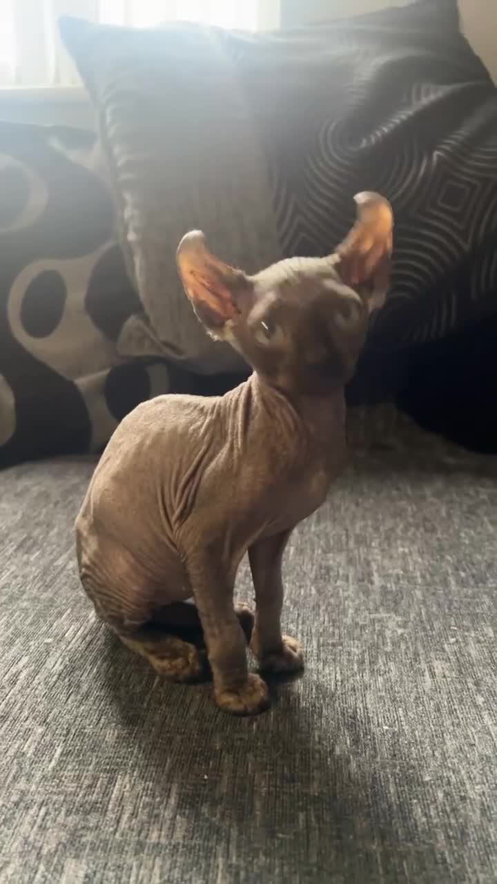 Sphynx cats for sale: 13 month old male elf sphynx  - Video 2