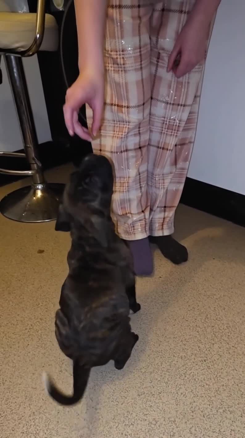 Boxer dogs for sale: Very unusual & Rare Boxer cross - Video 2