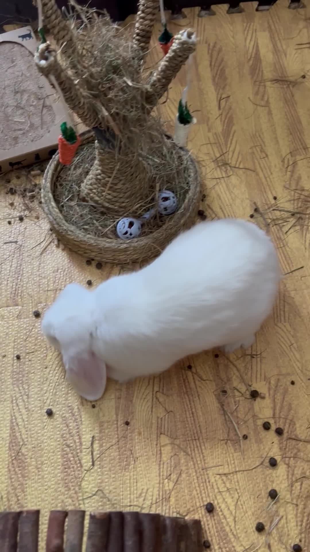 Mini Lop rabbits for sale: Mini Lop Babies - 1 buck left - Video 1