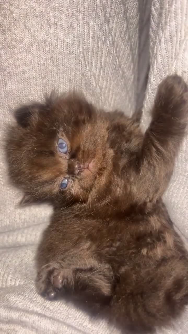 British Shorthair cats for sale: 5 Beautiful British Shorthair Kittens - Video 1