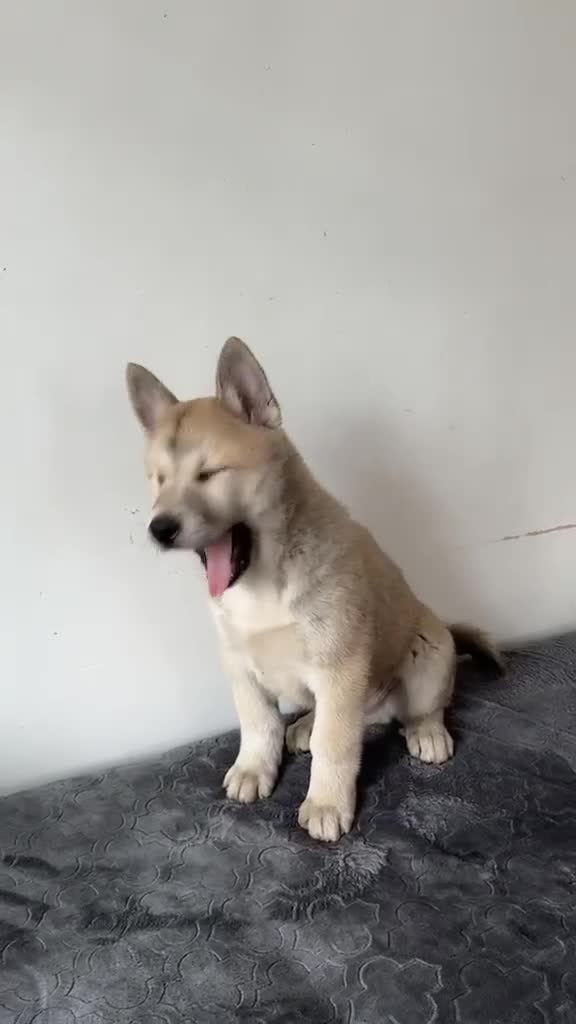Siberian Husky dogs for sale: Siberian husky  in Dudley - Video 2