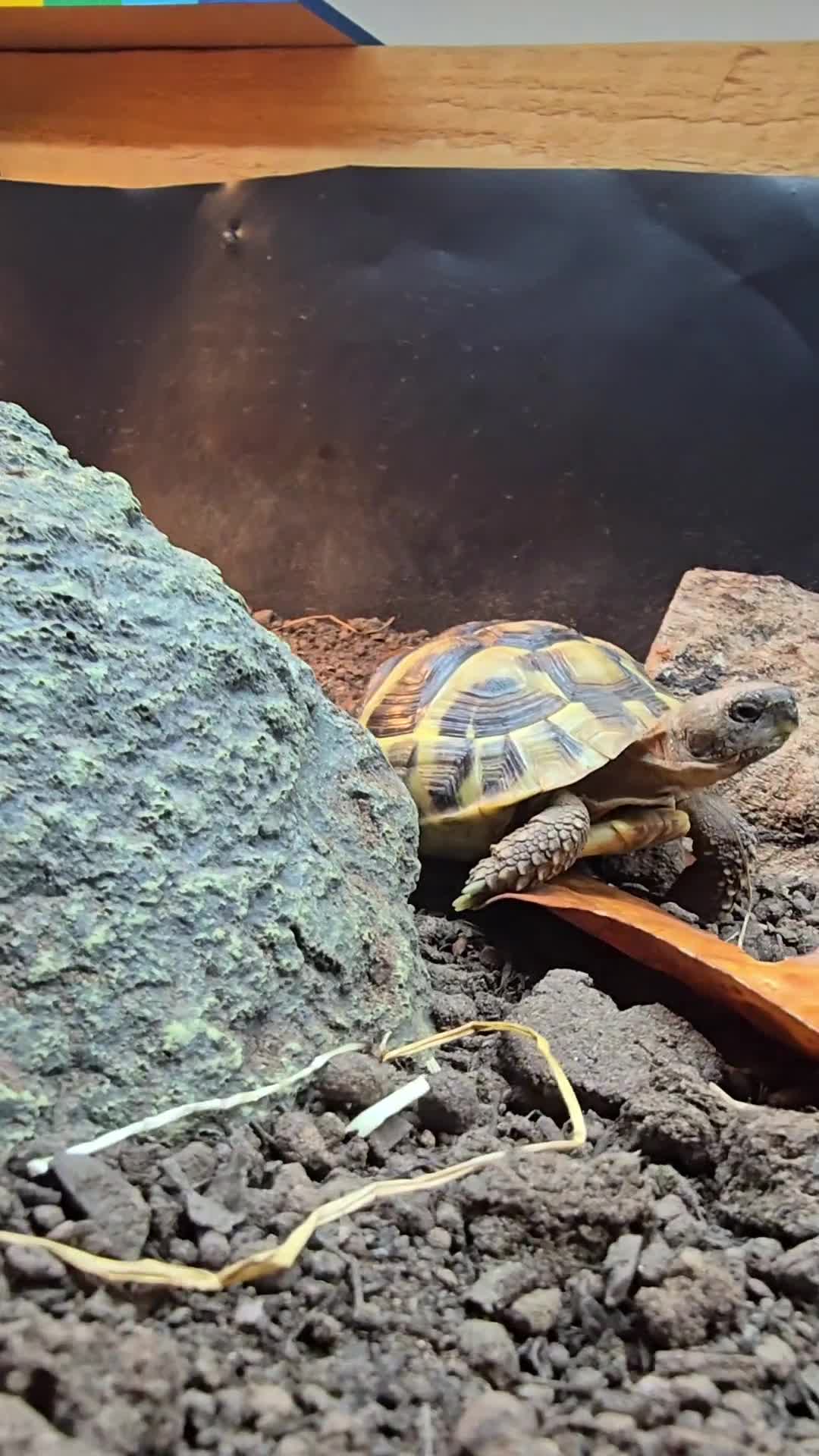 Tortoise reptiles for sale: Hermann’s Tortoise – 20 Months Old - Video 1