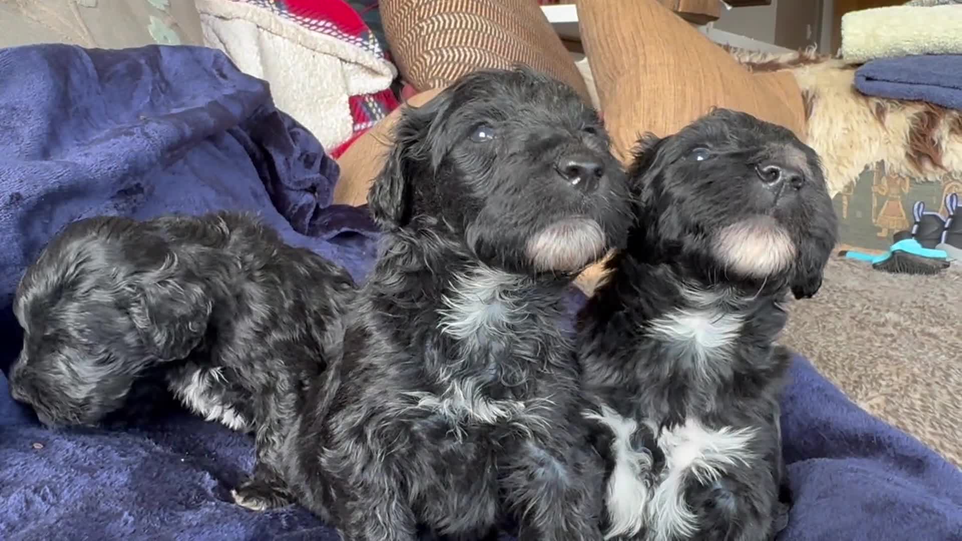 Portuguese Water Dog dogs for sale: ARTSEADOG KC registered Pure Portuguese Waterdogs - Video 1