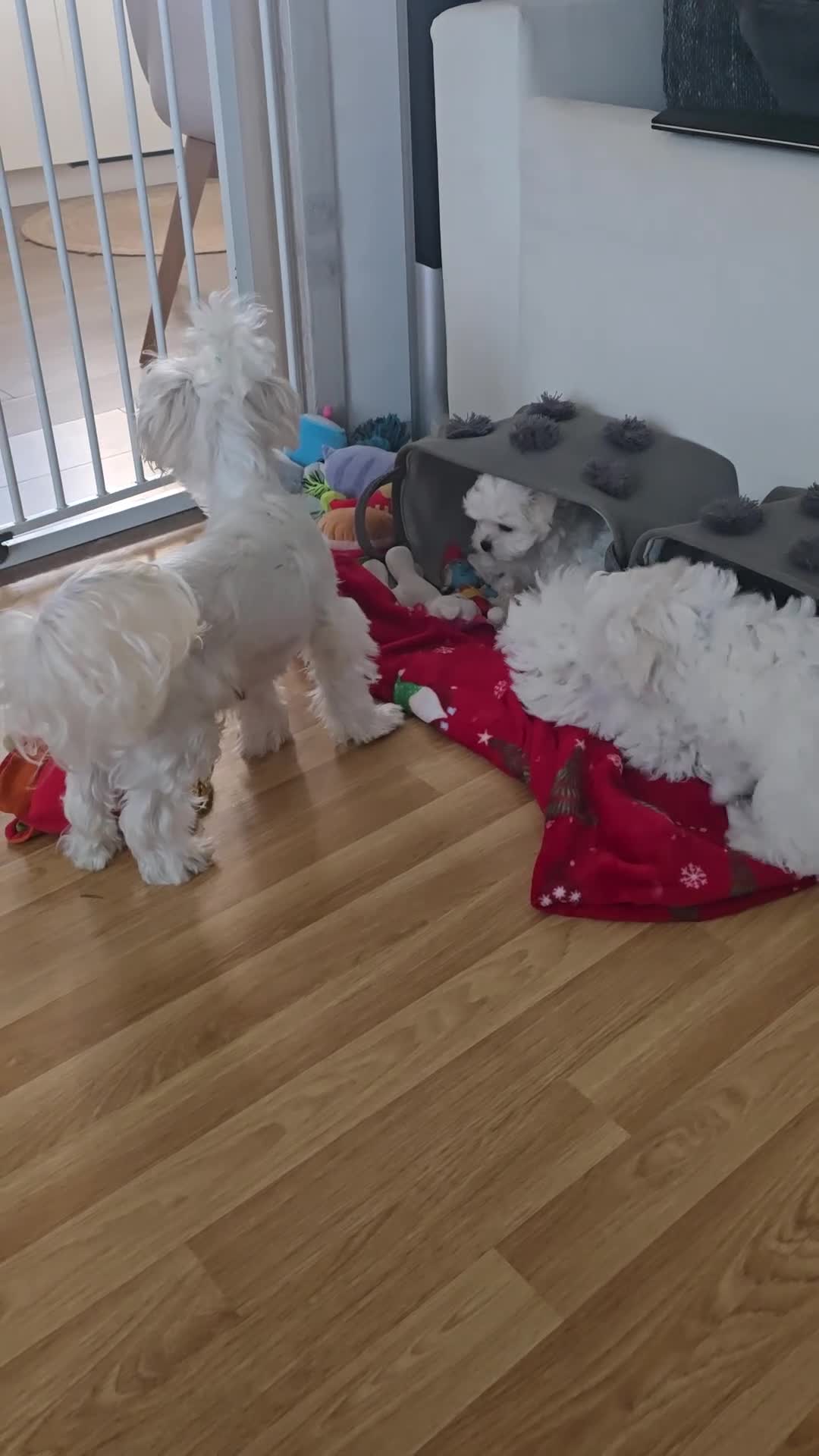 Maltese dogs for sale: Adorable Maltese Puppies for Sale - Video 3