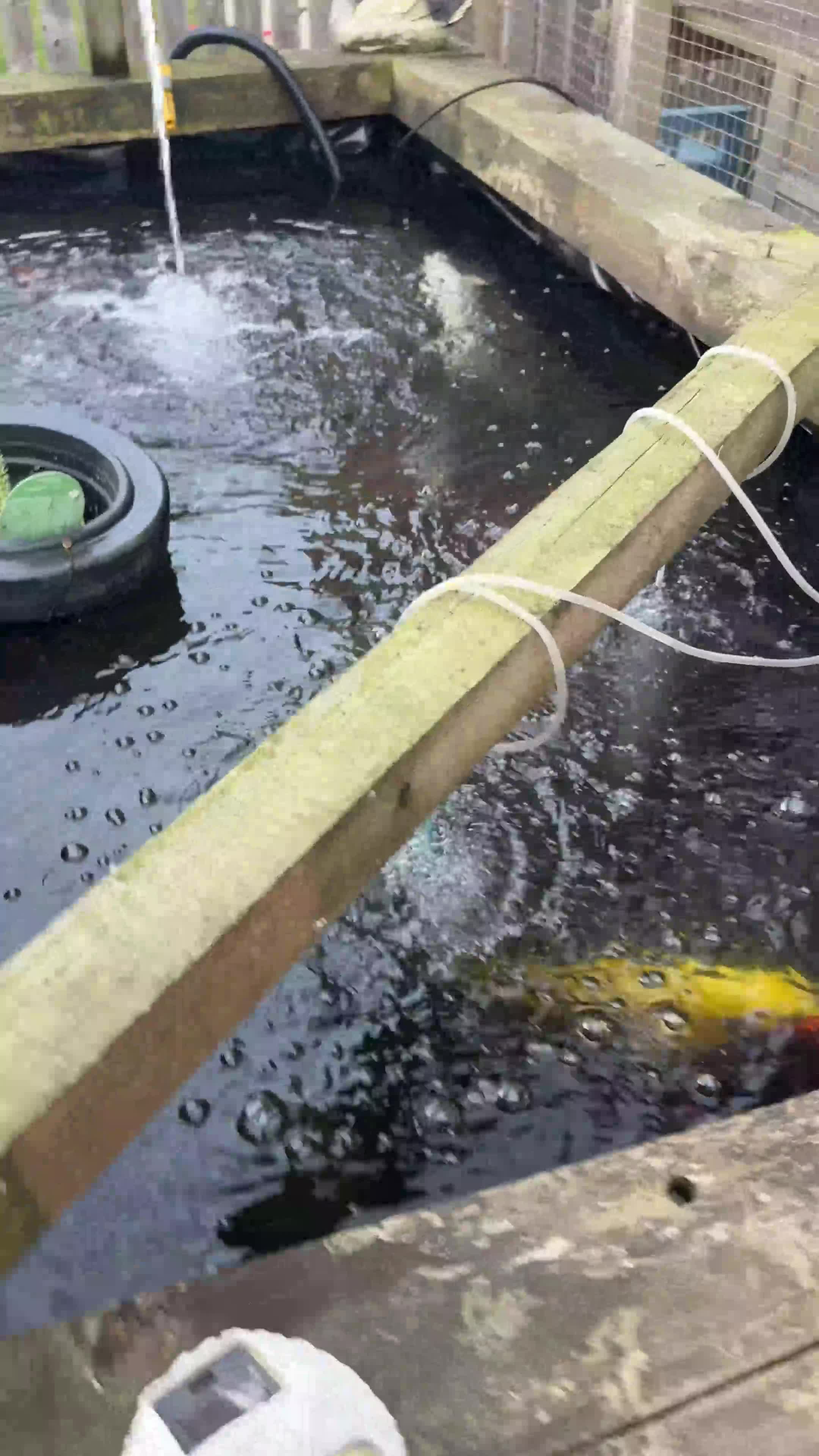 Pond Fish fish for sale: Various koi and goldfish  - Video 2