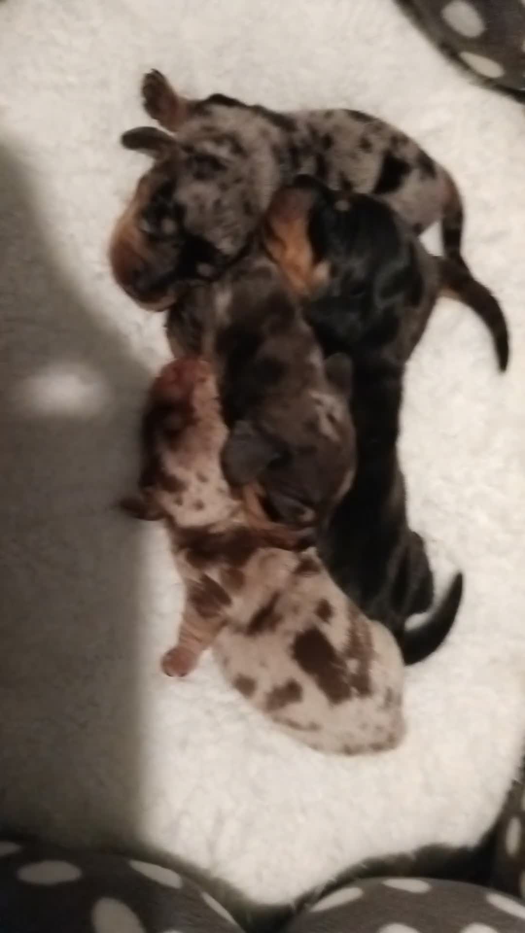 Miniature Dachshund dogs for sale: Miniature Dauchund puppy Ready to leave  - Video 1