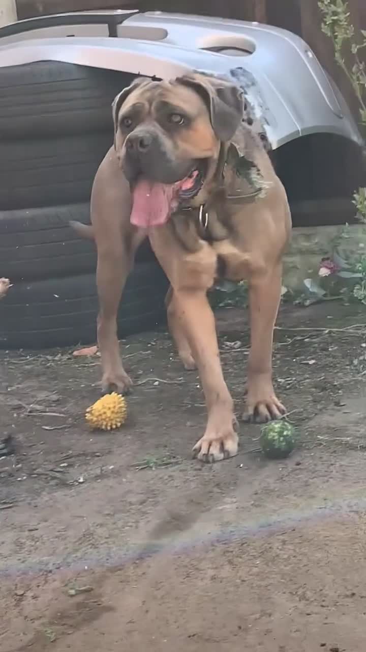 Cane Corso dogs for sale: Cane corso female  in Birmingham - Video 1