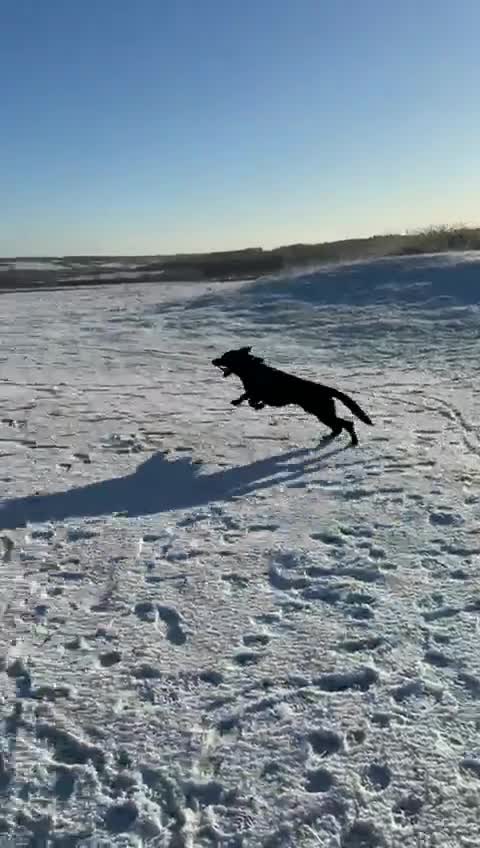 Mixed Breed dogs for sale: Big Loving Goofball - Video 1