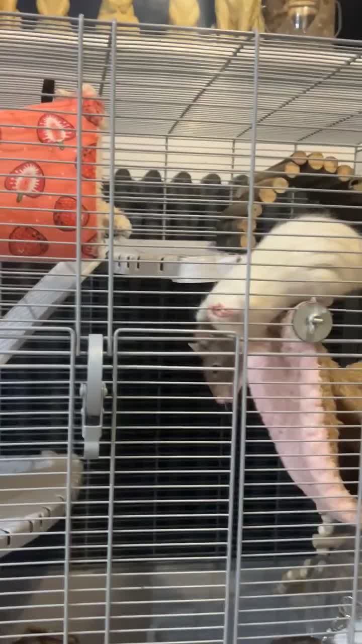 Rat rodents for sale: Rehoming two lovely girl rats  - Video 3