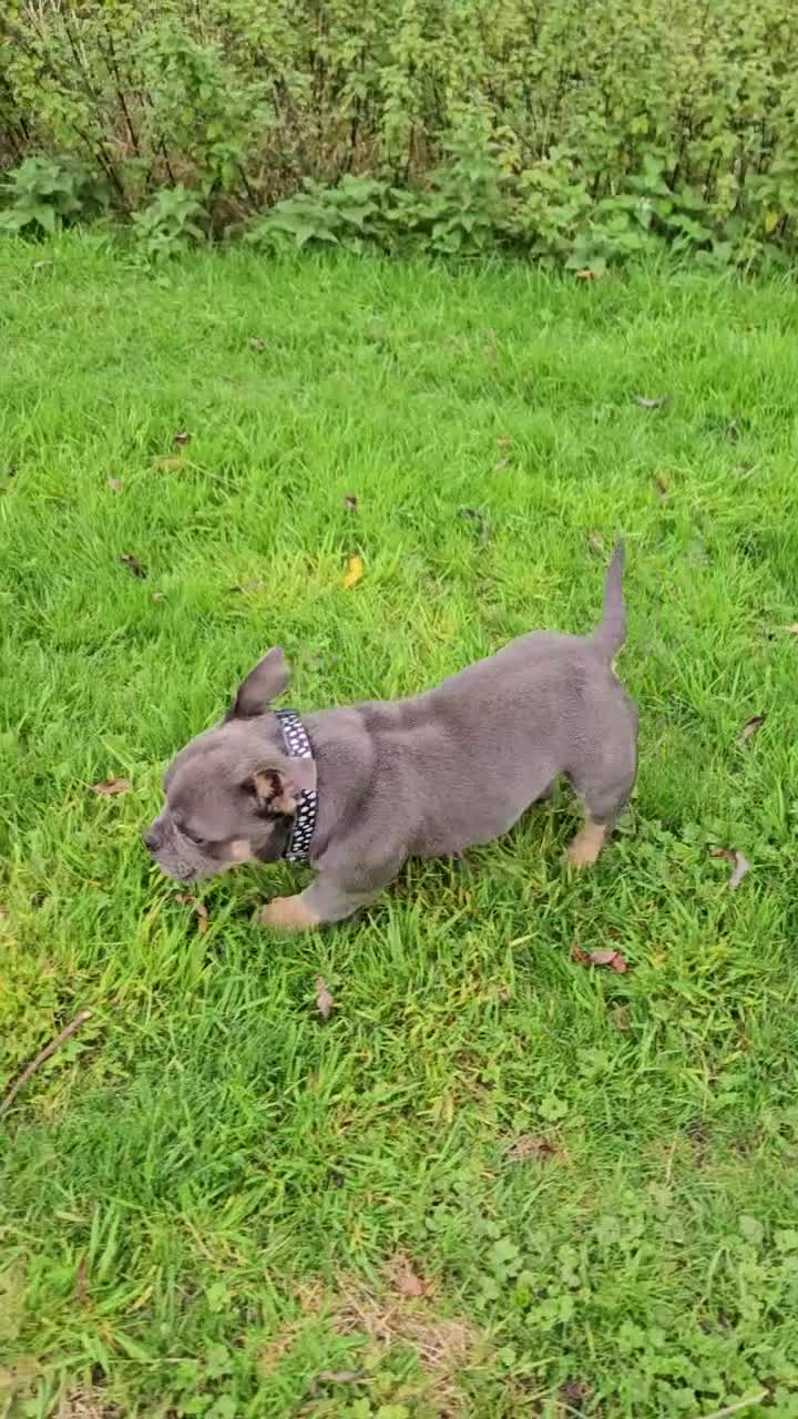 American Bully dogs for sale: Micro Exotic Bully - Video 1