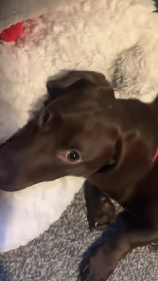 Dachshund dogs for sale: Scout (dachshund puppy)  - Video 1