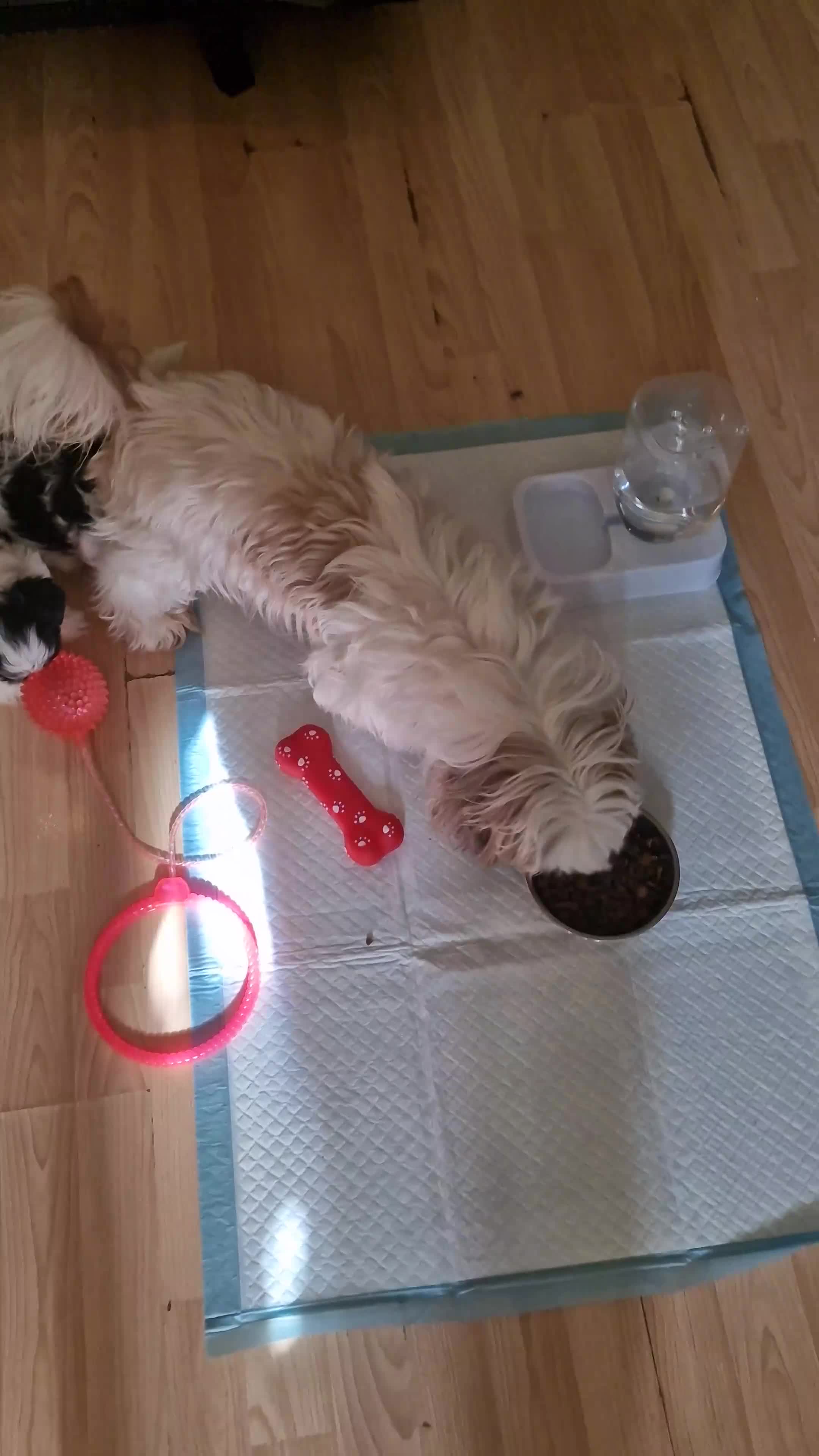 Shih Tzu dogs for sale: 🐾Amazing Purebred Shih Tzu Puppies Crawley 🐾 - Video 2