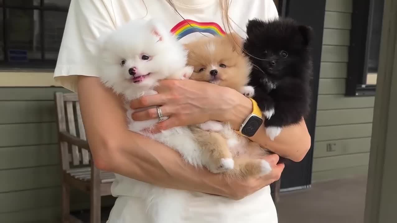 Pomeranian dogs for sale: High-quality Pomeranian puppies in Bristol - Video 2