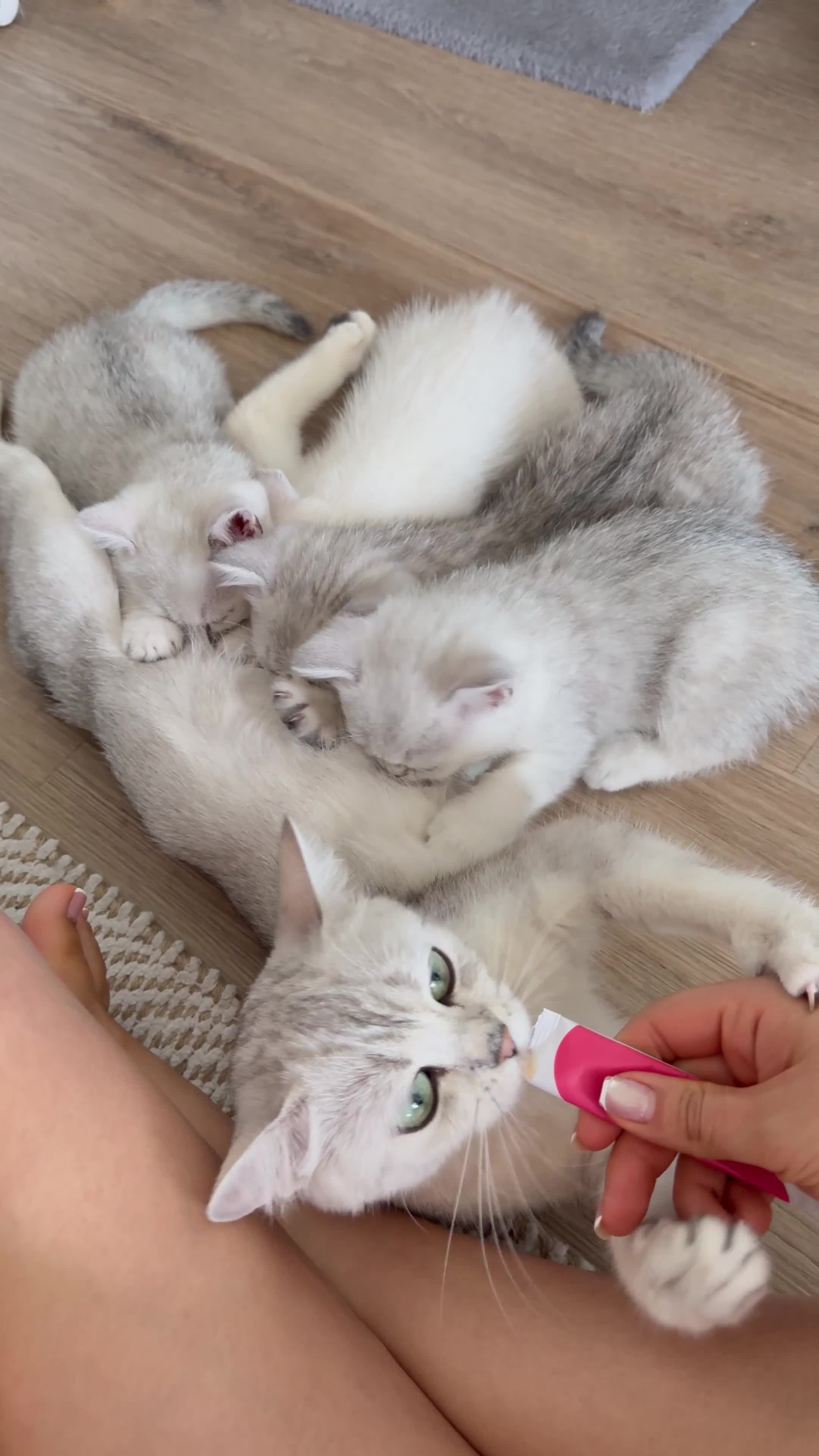 British Shorthair cats for sale: ☀️💕Beautiful baby British Shorthair ☀️💕 - Video 3