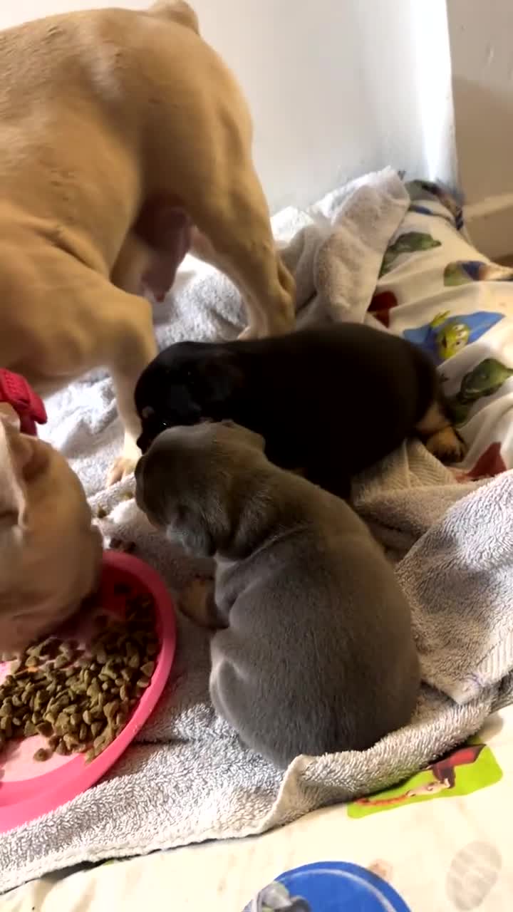 French Bulldog dogs for sale: French bulldog pup - Video 3