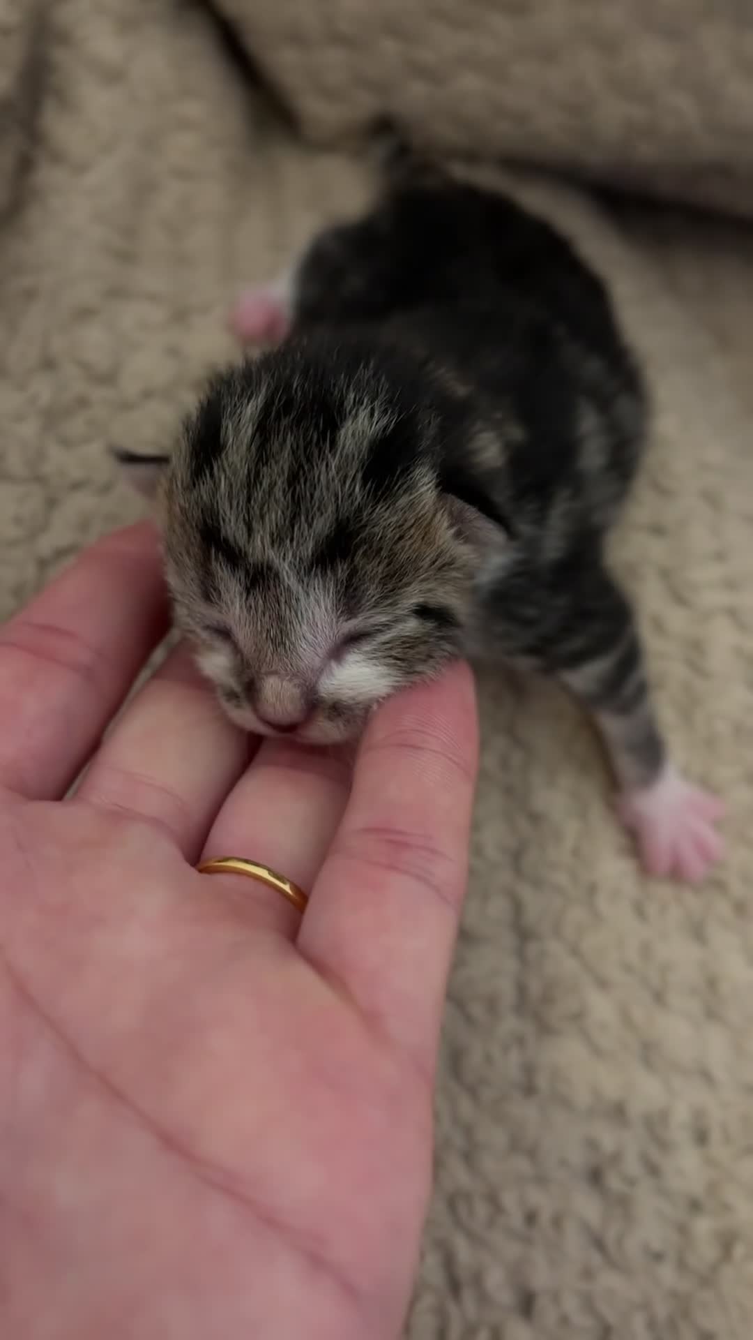 Mixed Breed cats for sale: 5 BEAUTIFUL KITTENS LOOKING FOR THEIR FOREVERHOMES in Worcester - Video 4