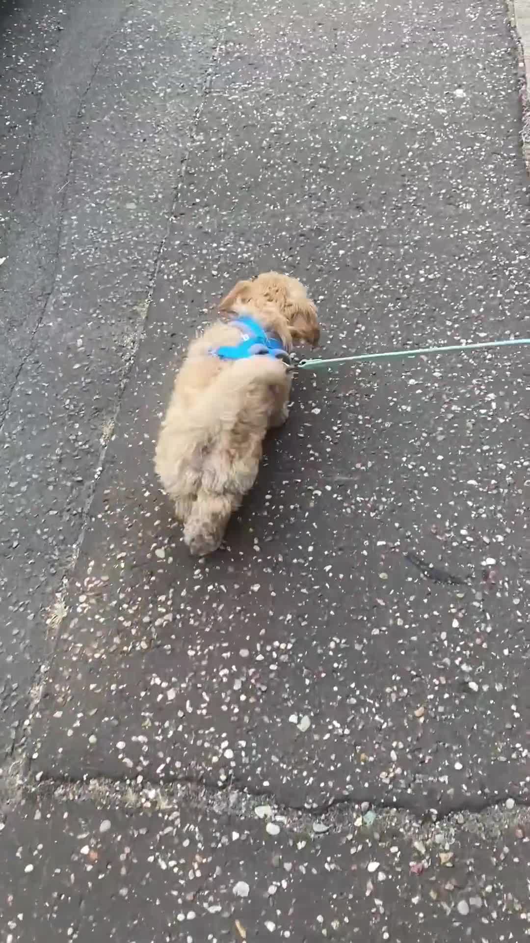 Maltipoo dogs for sale: Maltipoo puppy - 14 wks  - Video 1
