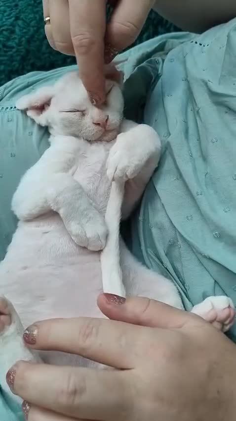 Devon Rex cats for sale:  FIFE registered Devon Rex – Spayed! Ready Now - Video 1