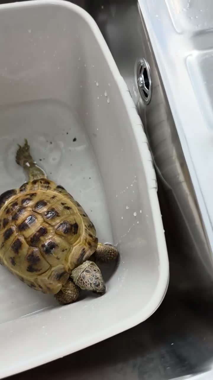 Hermann Tortoise reptiles for sale: Hermann tortoise  in Barnsley - Video 2