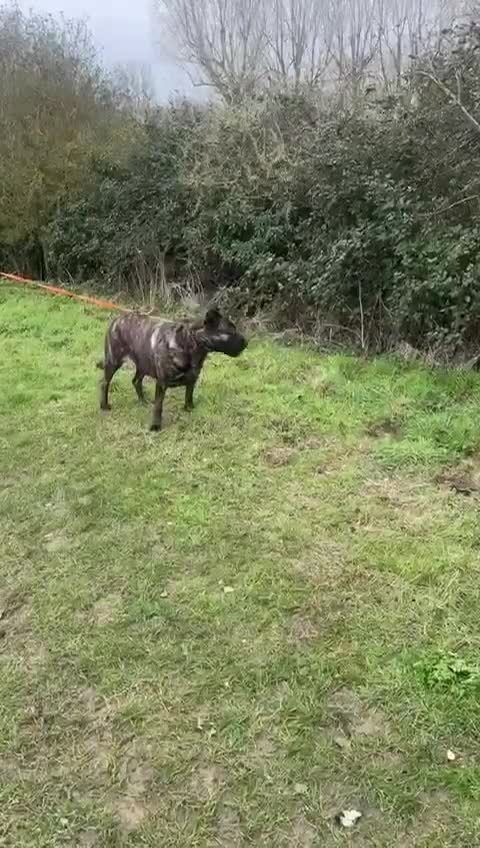 Mixed Breed dogs for adoption: Roxy ready for a quite life in St Neots - Video 4