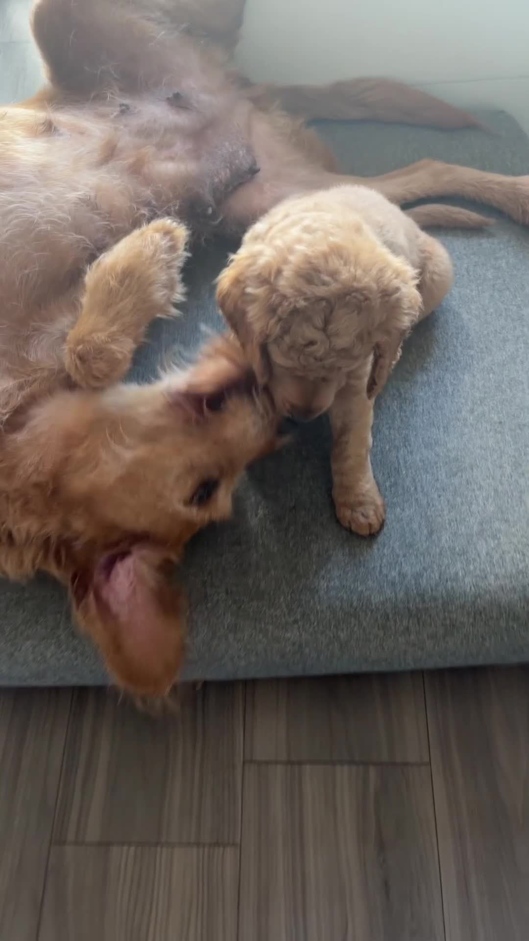 Labradoodle dogs for sale: Labradoodle (Double Doodle) - Video 1