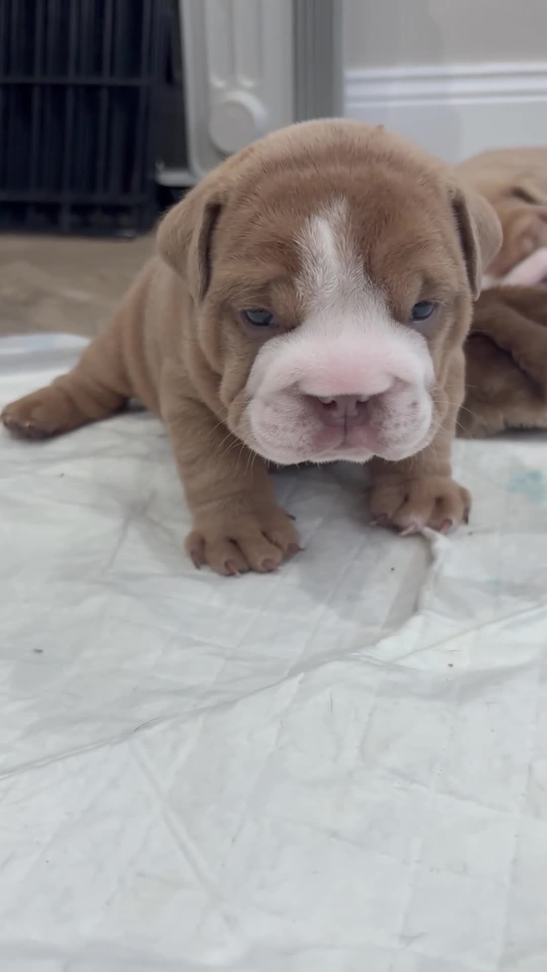 English Bulldog dogs for sale: English bulldog puppies  - Video 2