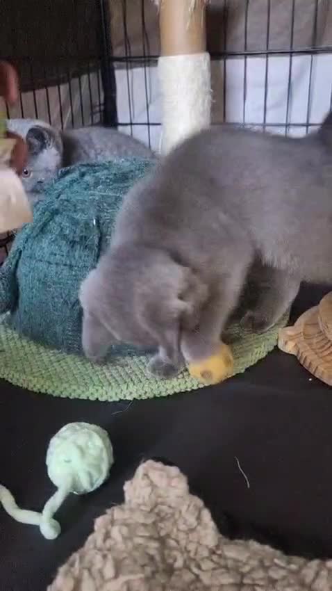 British Shorthair cats for sale: 3 Left Blue BSH Kittens Healthy GCCF Pedigree  - Video 1
