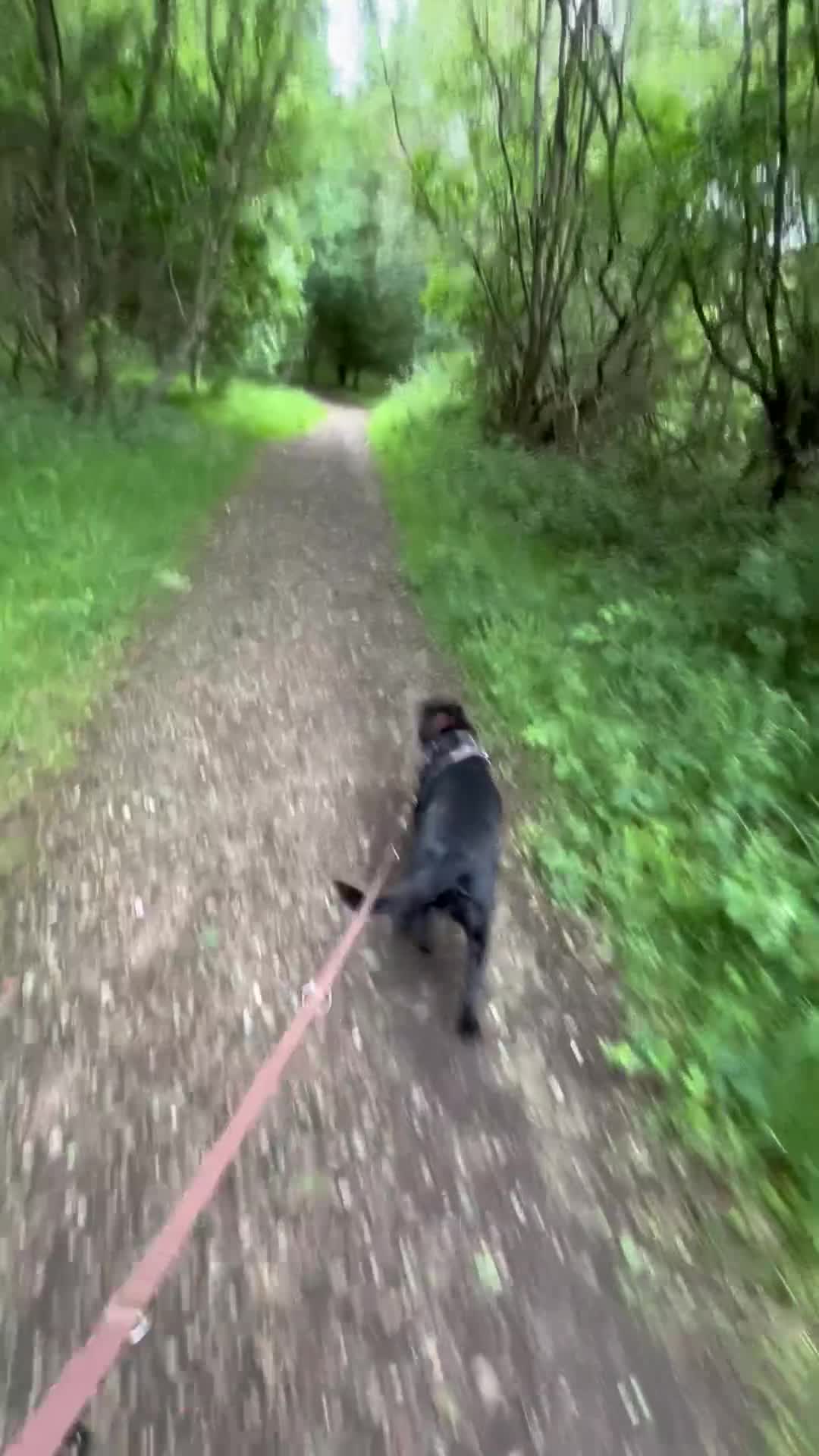 Labrador Retriever dogs for sale: Freya, sweet intelligent 1 year old Lab in Crowborough - Video 1