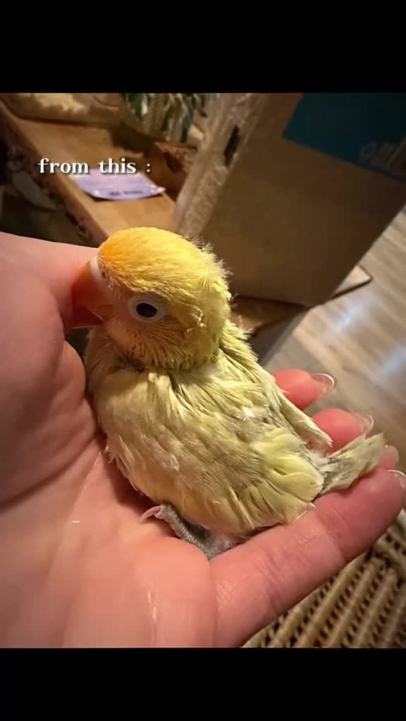 Lovebirds birds for sale: Beautiful handreared Fischer love birds - Video 1