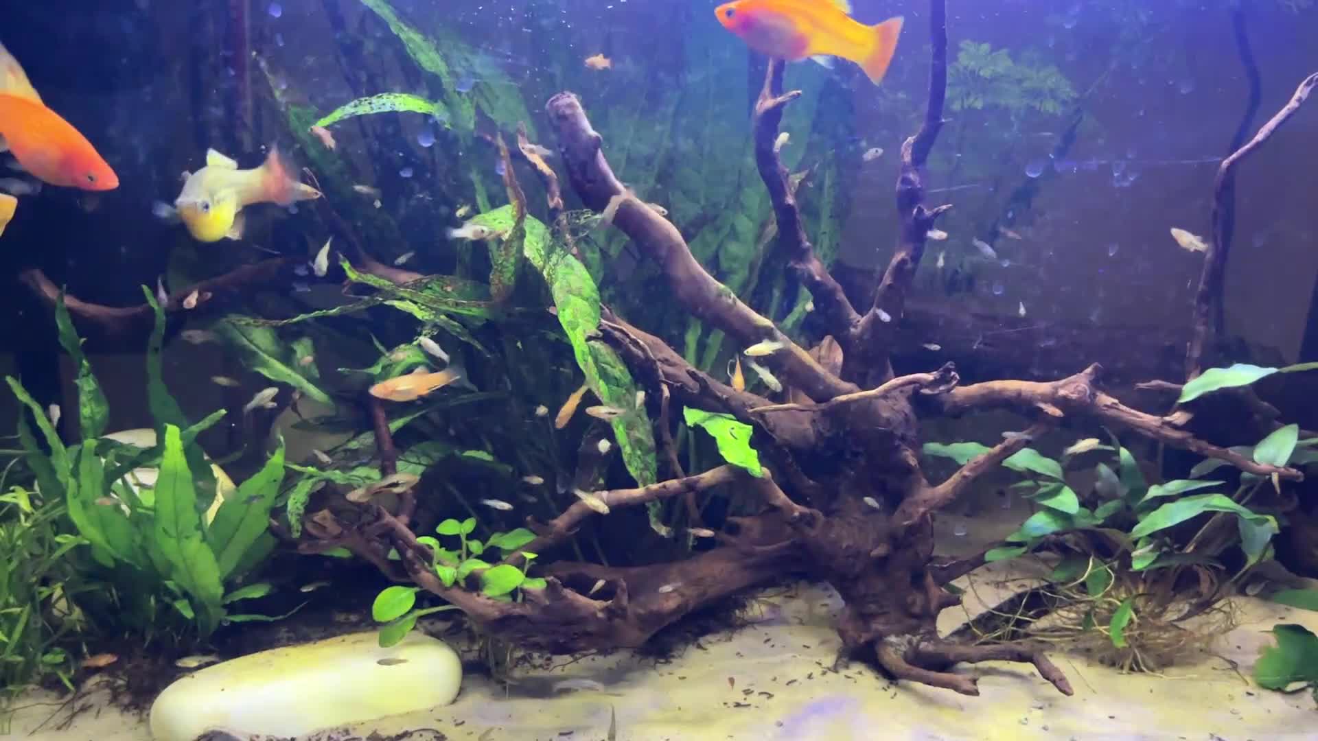 Platies fish for sale: Mix size of Platties - Video 1