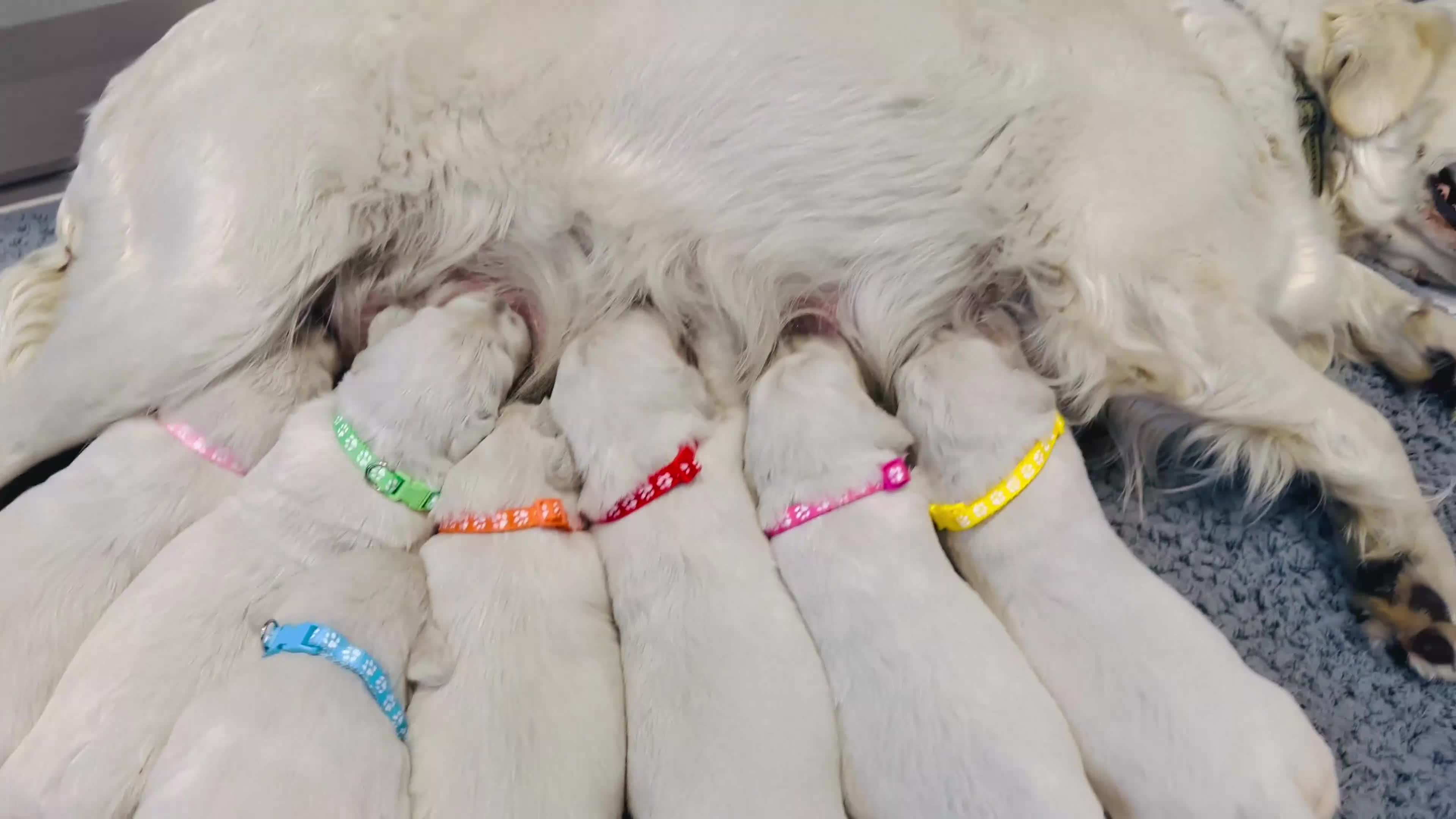 Golden Retriever dogs for sale: Cream Golden Retrievers for Sale - Video 1