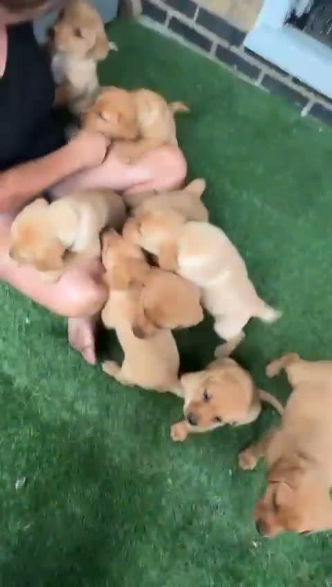 Labrador Retriever dogs for sale: Yellow Labradors  - Video 2