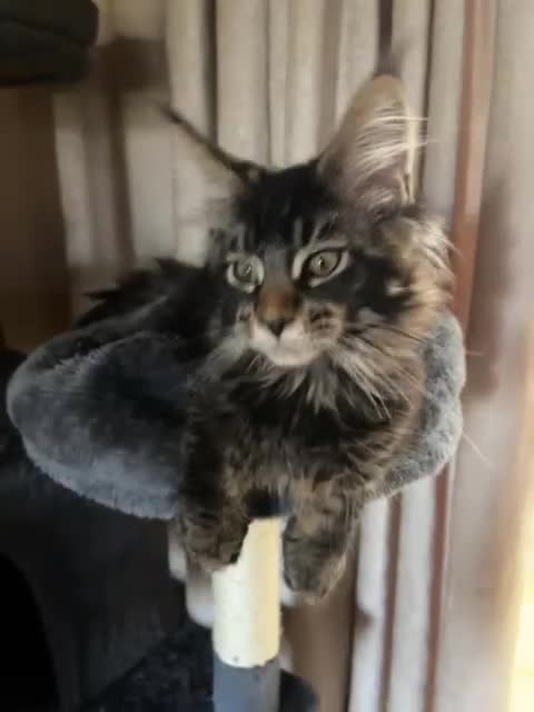Maine Coon cats for sale: Maine coon kittens ready now  - Video 1