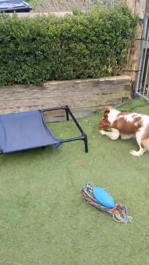 Cavalier King Charles Spaniel dogs for sale: 2 Stunning Boys available  - Video 1