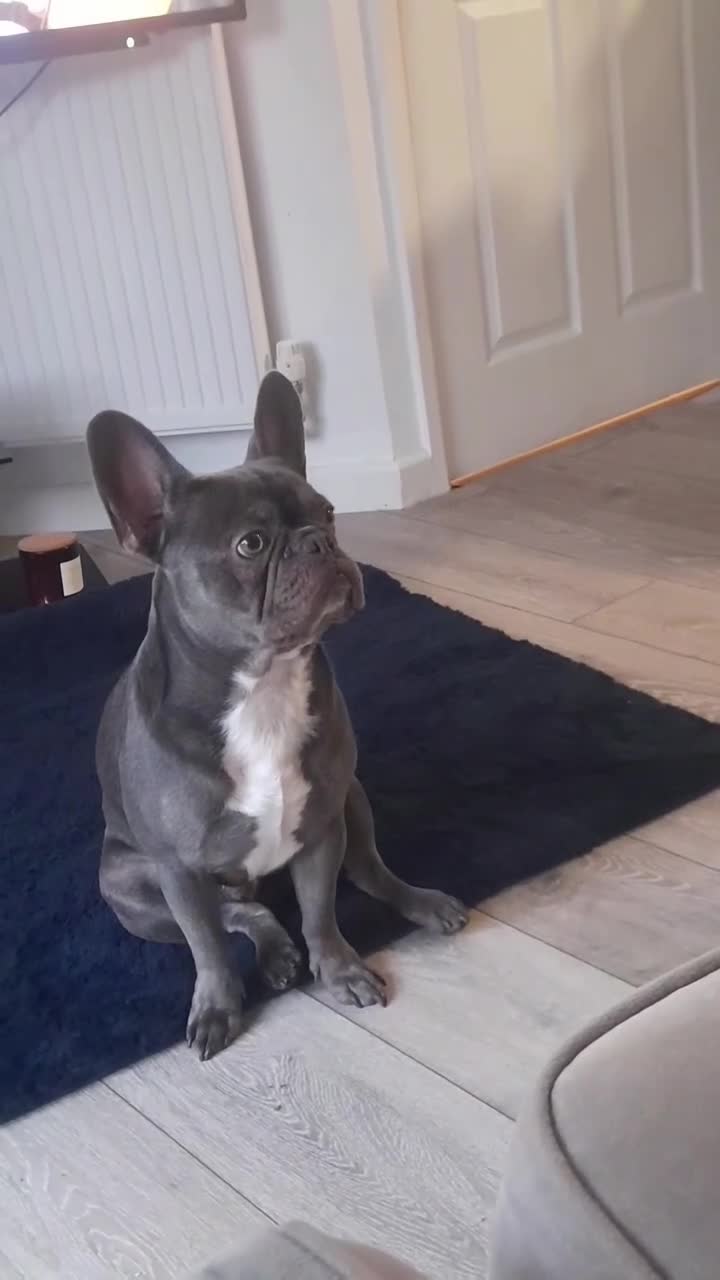 French Bulldog dogs for stud: blue frenchie  in Nottingham - Video 1