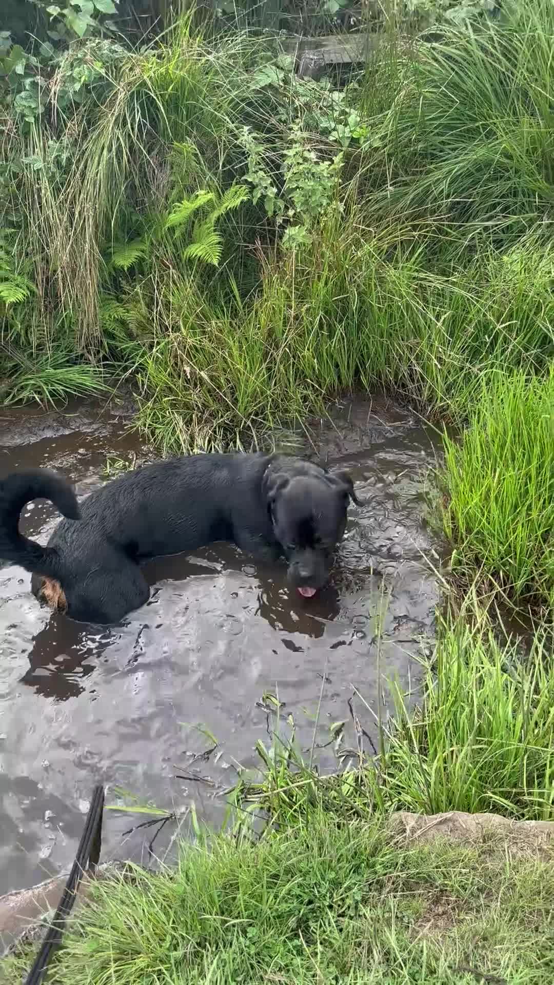Rottweiler dogs for stud: For stud  in Bolton - Video 2