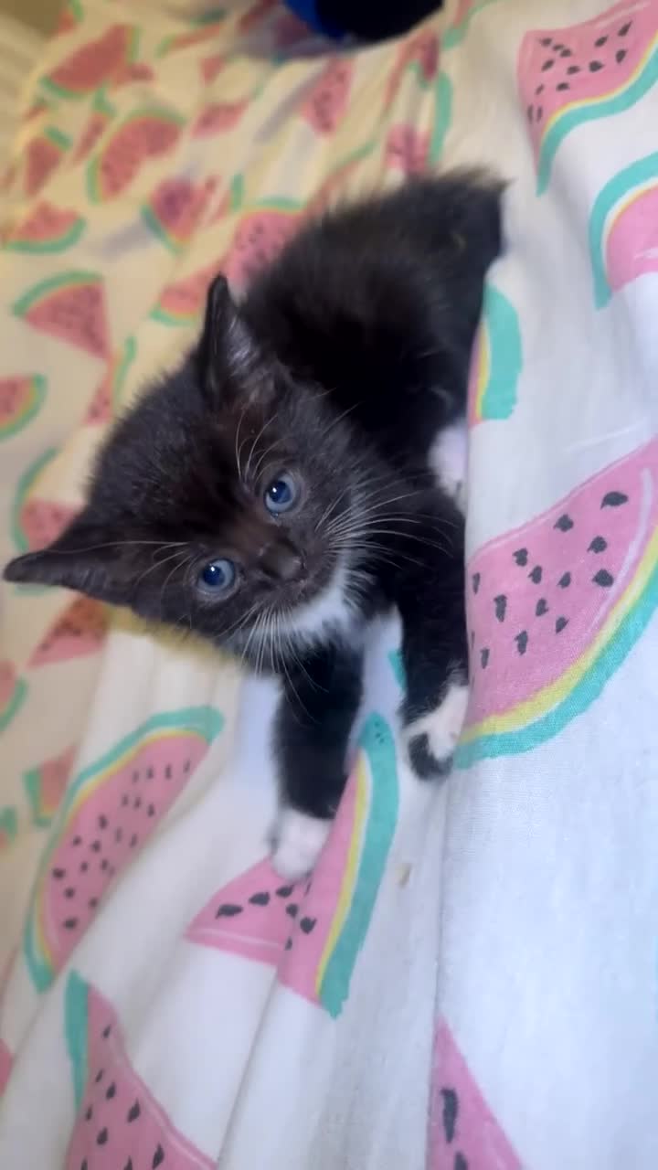 Mixed Breed cats for sale: British shorthair mixed breed kittens for sale  - Video 2