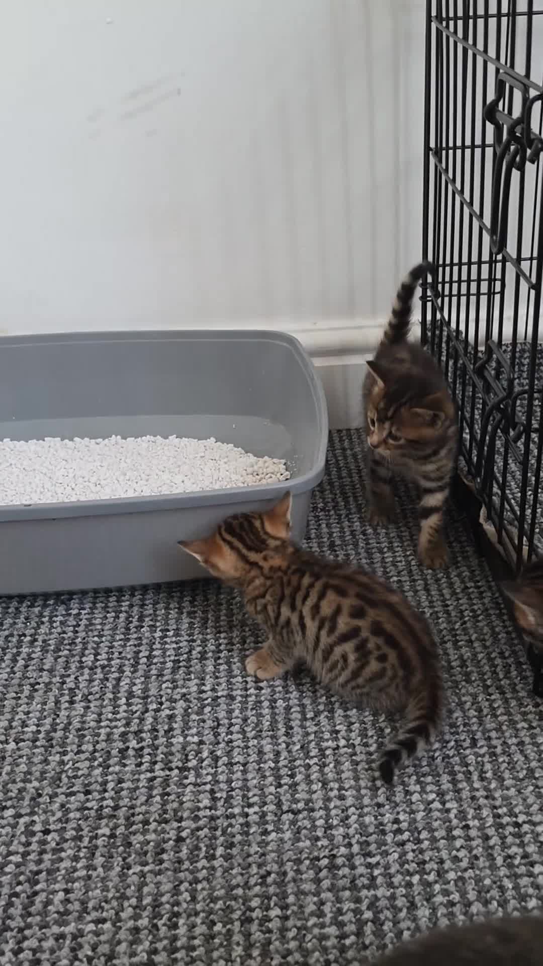 Mixed Breed cats for sale: Tabby x Bengal Kittens 🐾 - Video 4