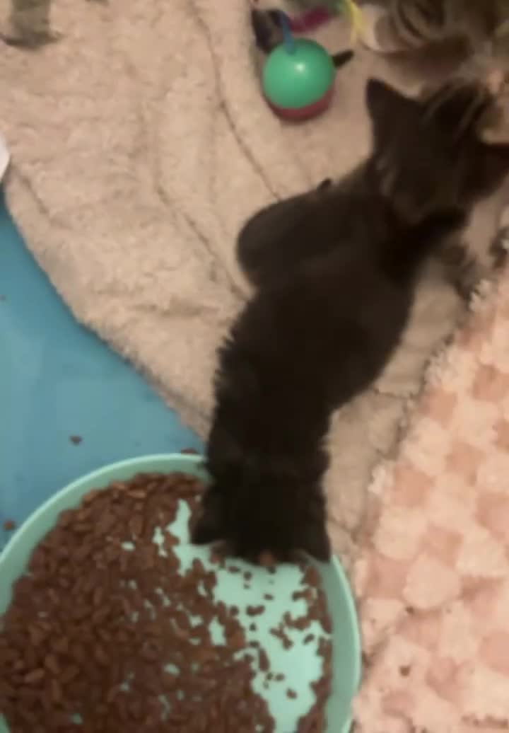 Bengal cats for sale: Beautiful kittens  - Video 1