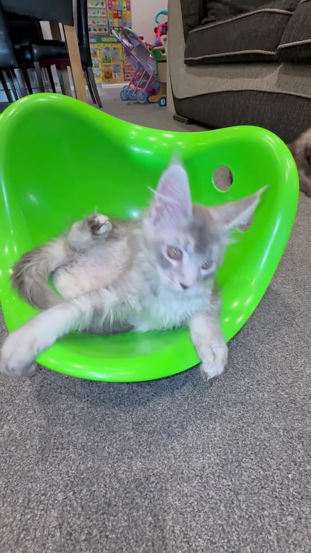 Maine Coon cats for sale: GCCF Female Blue Ticked Tabby Maine Coon Kitten - Video 1