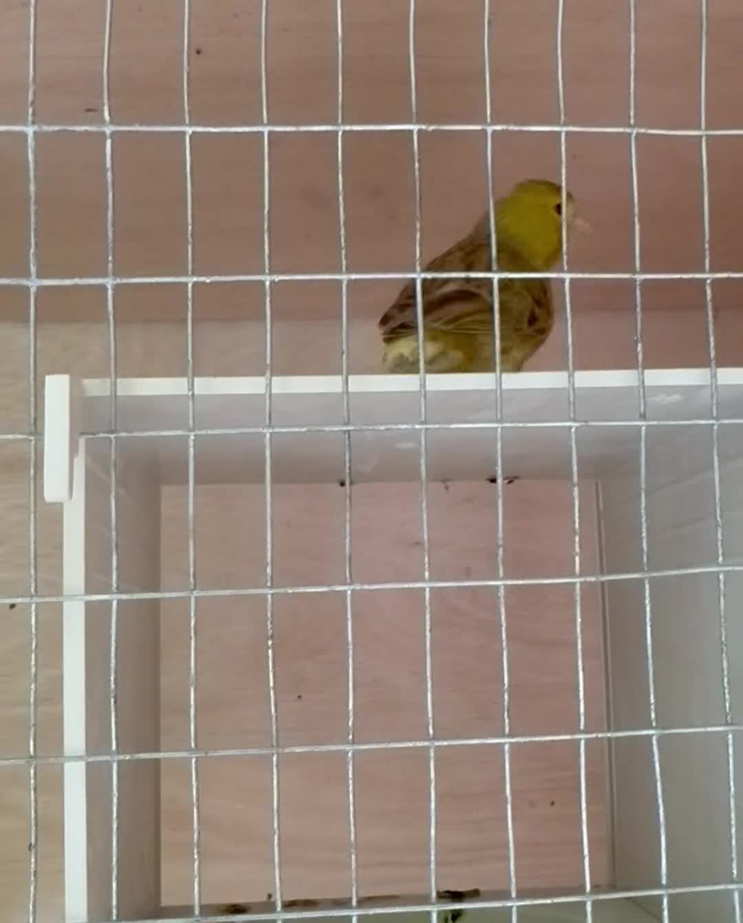 Canaries birds for sale: Irish fancy cock bird  - Video 1