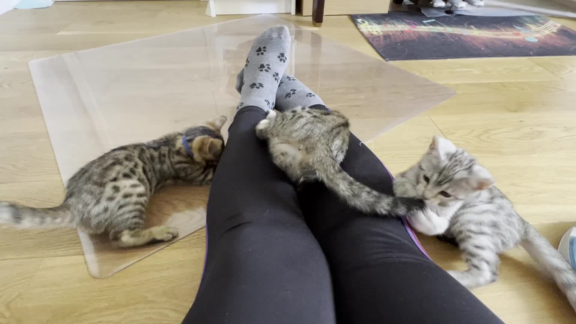 Mixed Breed cats for sale: Stunning Bengal REHOMED - Video 2