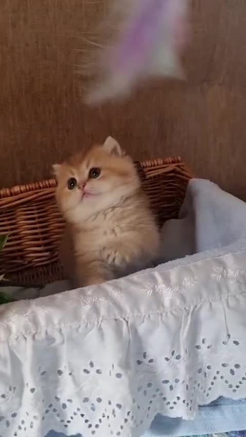 British Shorthair cats for sale: 🧡 GOLDEN & SILVER BSH KITTENS TICA 🧡  - Video 1